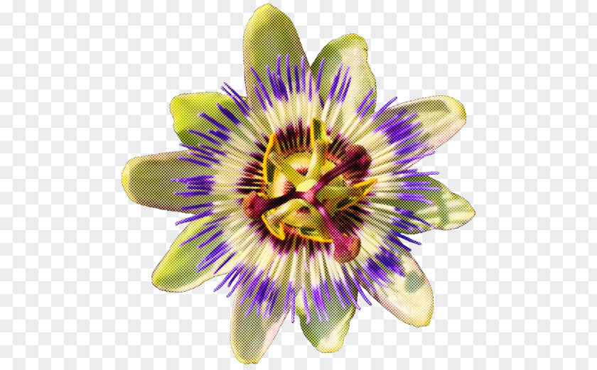 Flower Passion Family Purple Passionflower Plant PNG