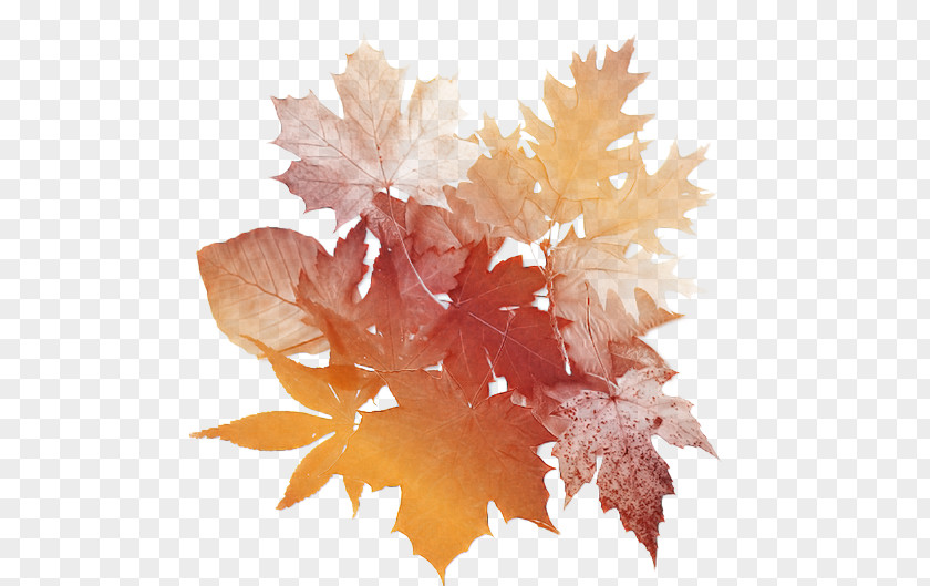 Maple Flower Leaf PNG