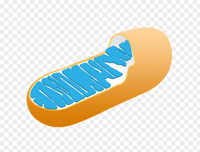Mitochondrion Mitochondrial Disease Cellular Respiration Biology PNG