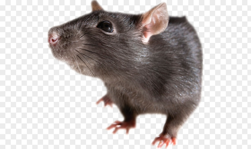 Mouse Brown Rat Rodent Black Clip Art PNG