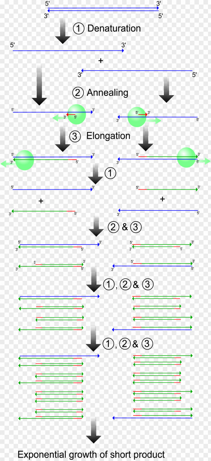 PCR Real-time Polymerase Chain Reaction Genetics Molecular Biology PNG