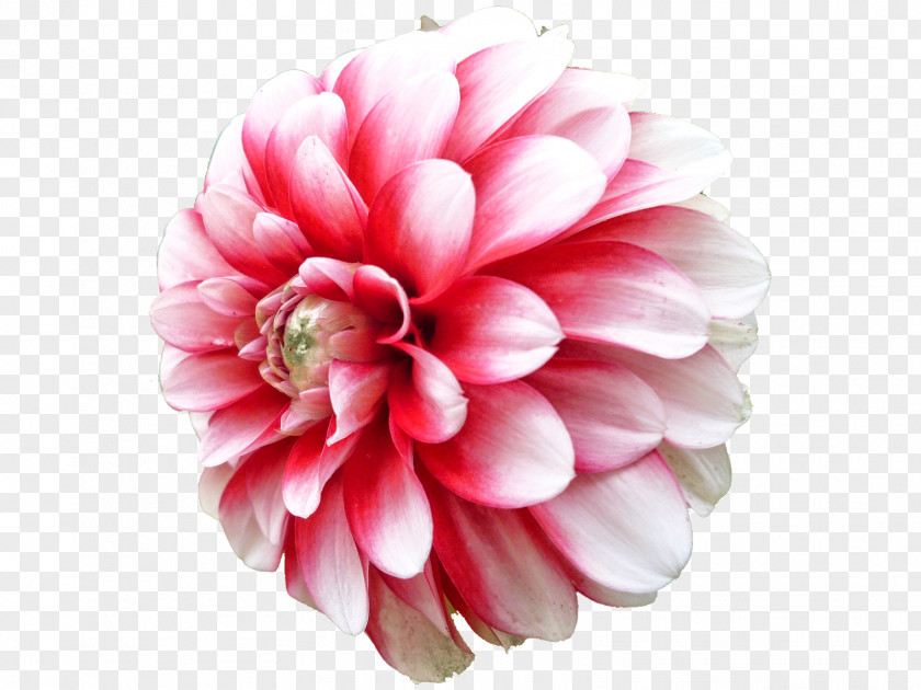 Pink Flower Dahlia Clip Art PNG