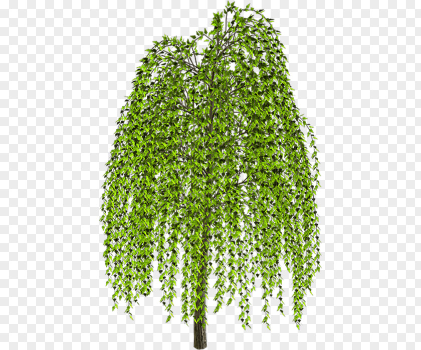 Tree Weeping Willow Drawing Clip Art PNG