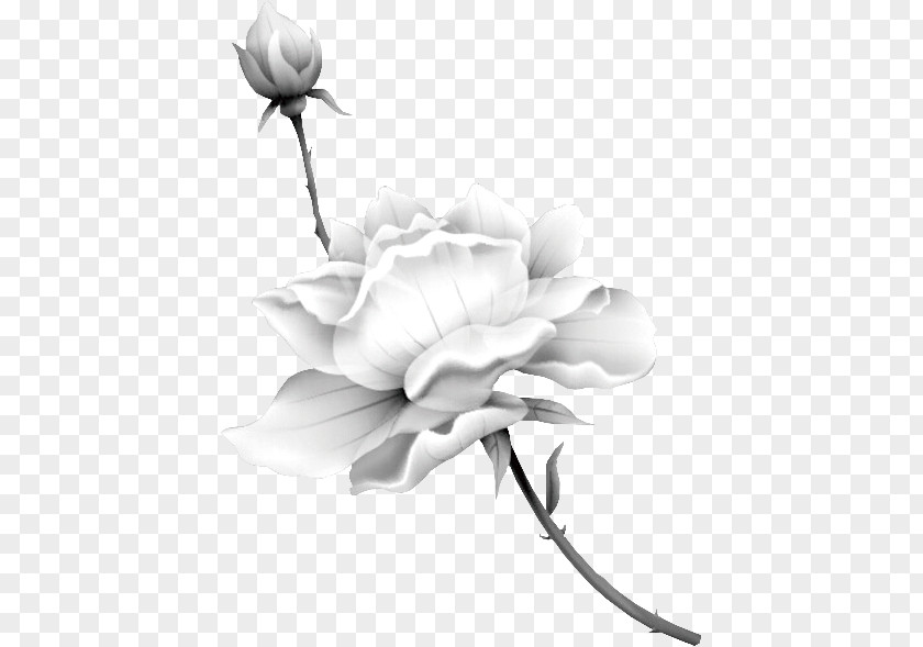 White Rose Uac00ubb38uc744 Uc704ud558uc5ec Ub0b4 Uc0acub791 Ub9c8uc774 Ubcf4uc2a4 Ub9c8uc774ub808uc774ub514ub294 Uc2f8uac00uc9c0 PNG