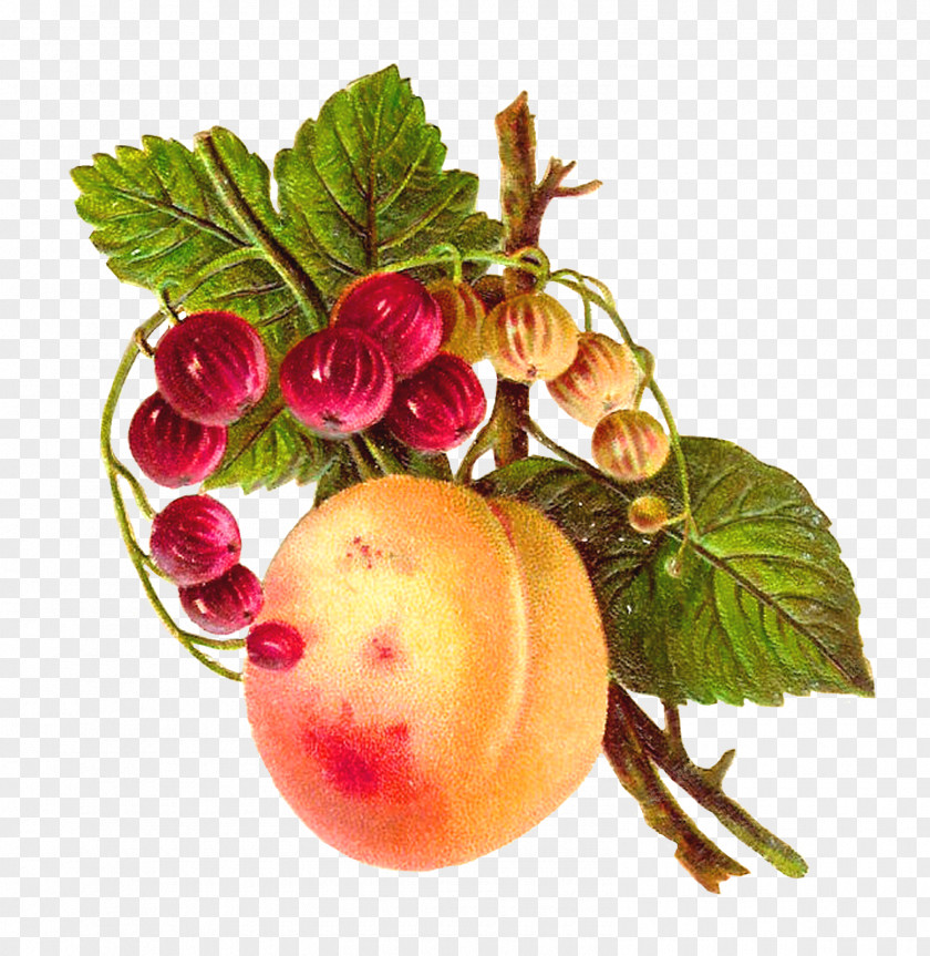 Botanical Food Fruit Peach Apple Clip Art PNG