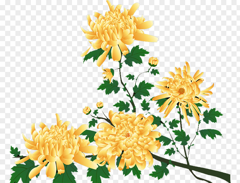 Chrysanthemum Dahlia Floral Design Cut Flowers PNG