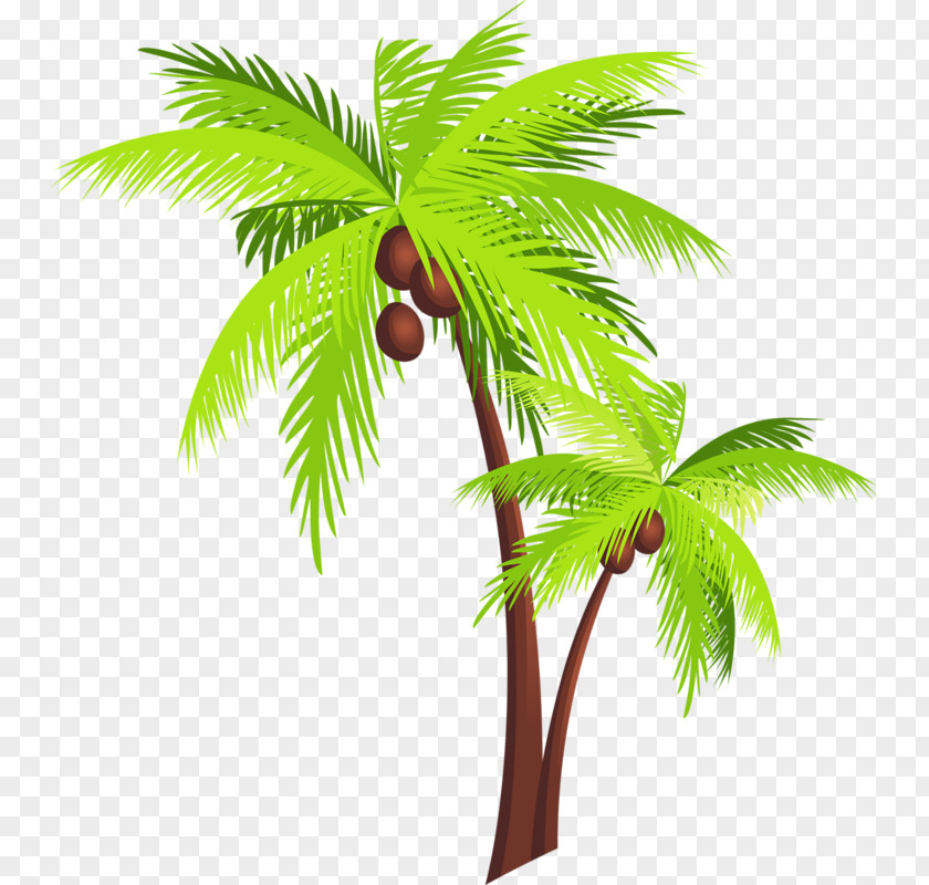 Coconut Leaf Tree Arecaceae Clip Art PNG