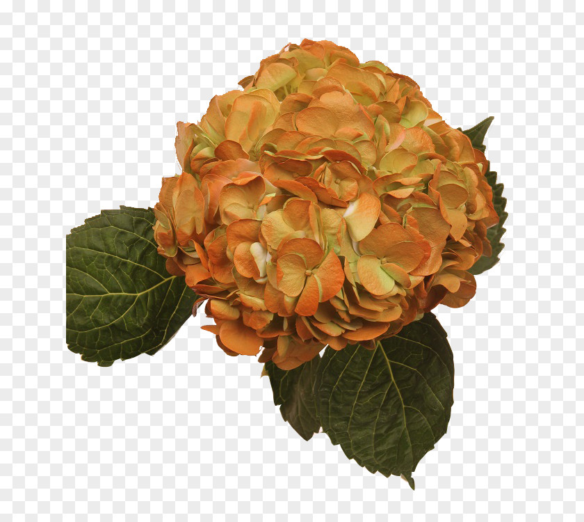 Orange Hydrangea Flowers Gallery Red Cut PNG