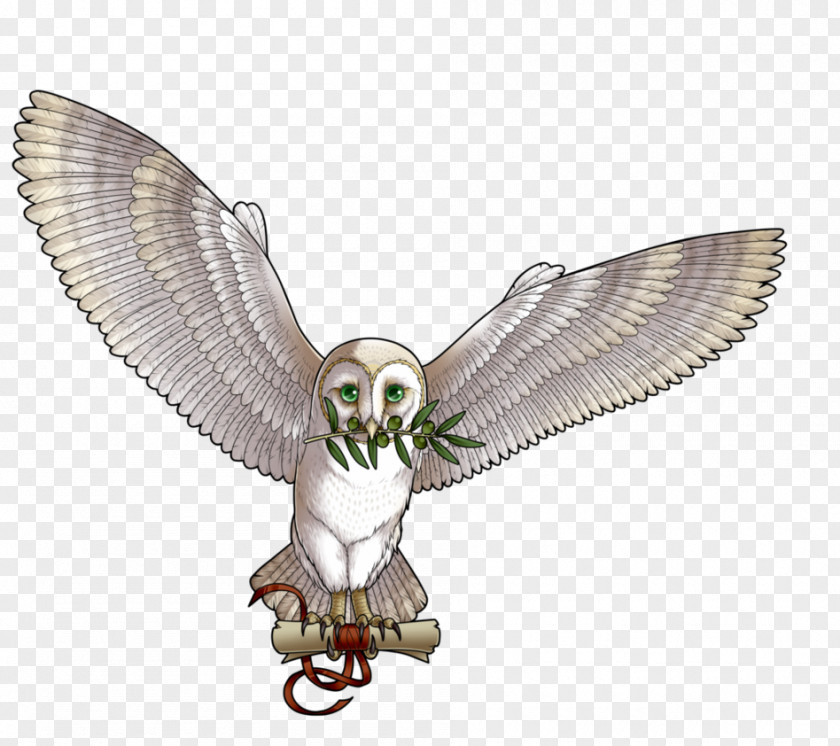 Owl Fauna Beak Falcon PNG