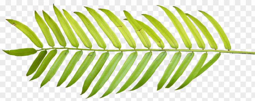 Palm Leaf Clipart Arecaceae Branch Palm-leaf Manuscript Clip Art PNG