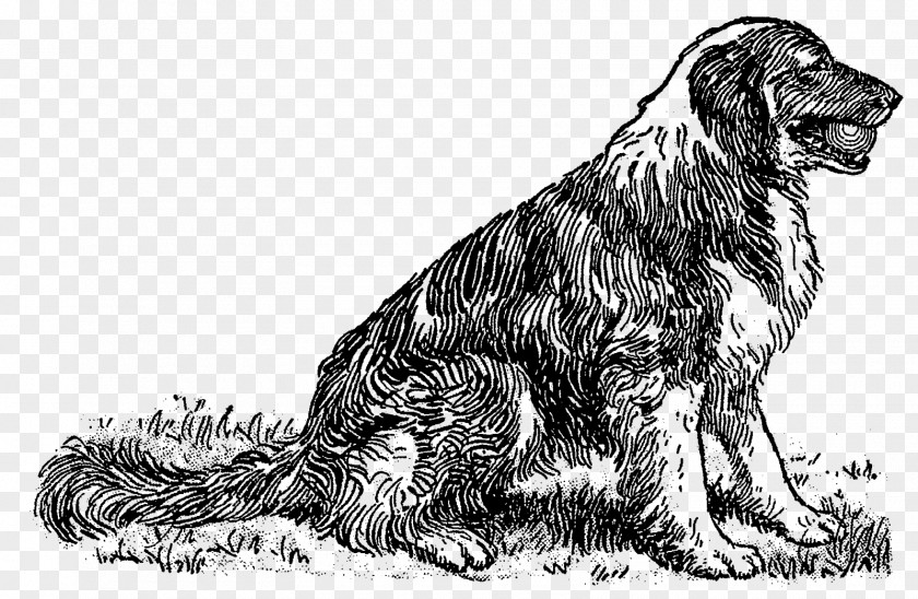 Russian Spaniel Dog Breed Sporting Group Setter PNG