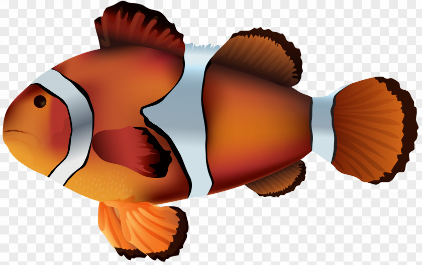 Clownfish Transparent Clip Art Image PNG
