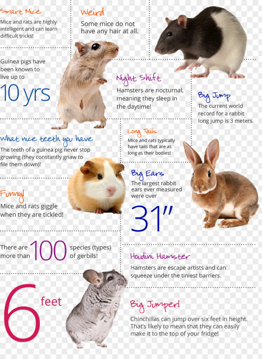 Corner CHILD Domestic Rabbit Dieci Racconti Fantastici. Dal Nipote Al Nonno Hare Guinea Pig PNG