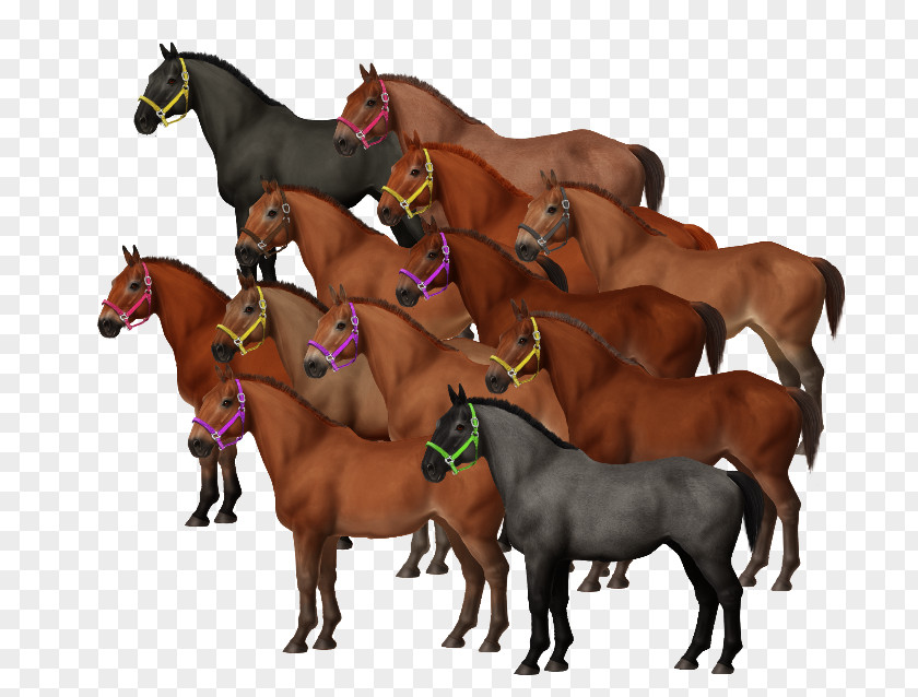 Horse Carousel Mare Mustang Foal Stallion Colt PNG