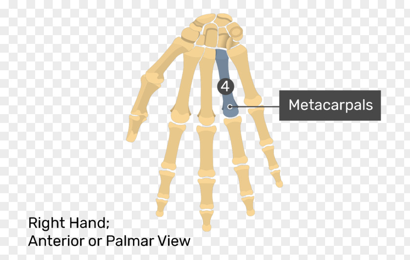 Metacarpal Bones Thumb Carpal Phalanx Bone Hand Anatomy PNG