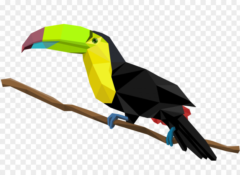 Toucan Bird Toco Piciformes PNG