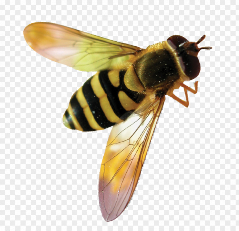 Bee Hornet Bumblebee Western Honey Insect PNG