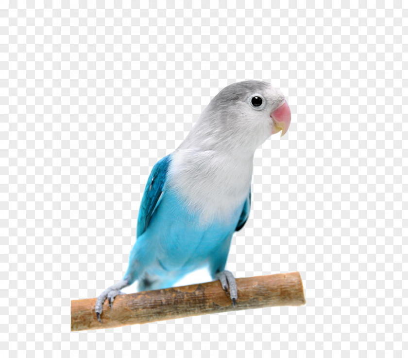 Blue Parrot Fischers Lovebird Yellow-collared Rosy-faced PNG