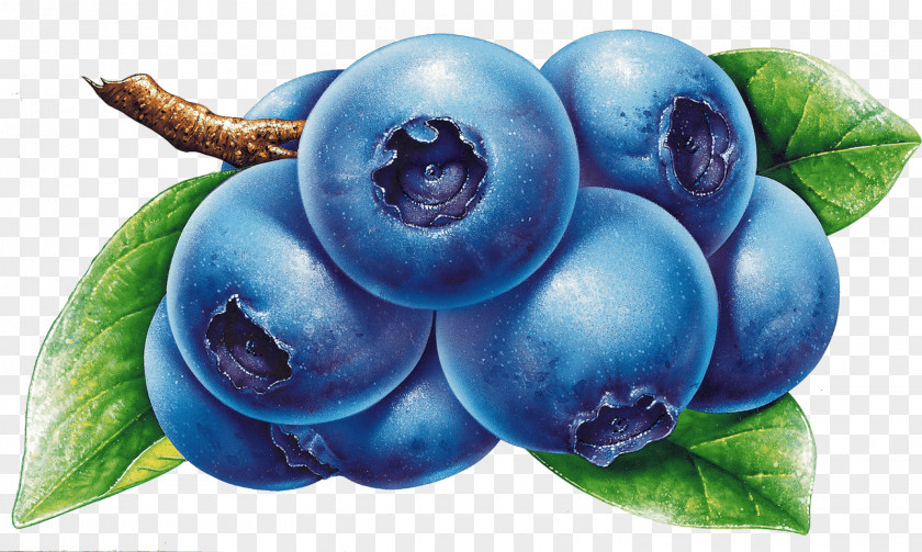 Blueberry American Muffins Juice Berries Fruit PNG