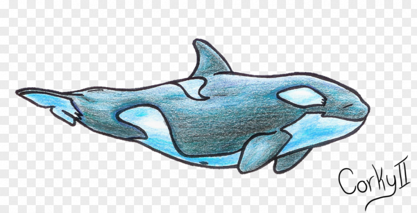 Dolphin Common Bottlenose Killer Whale Illustration Drawing PNG