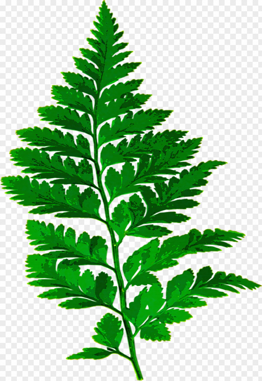 Leaf Fern Frond PNG