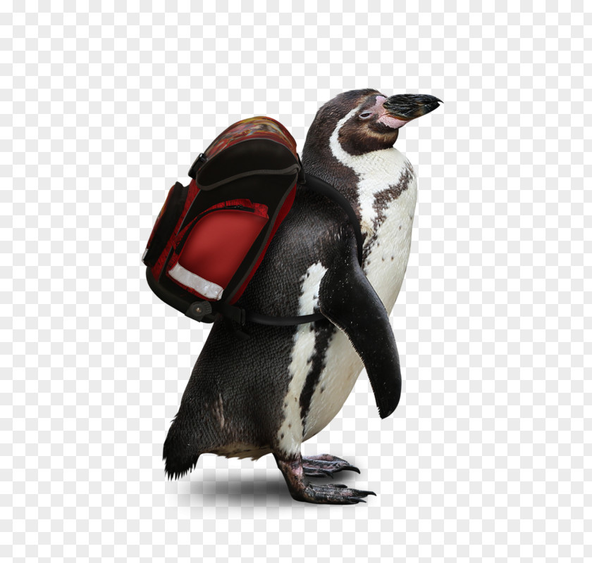Penguin The Tale Of Fisherman And Fish .net Diary Drawing PNG
