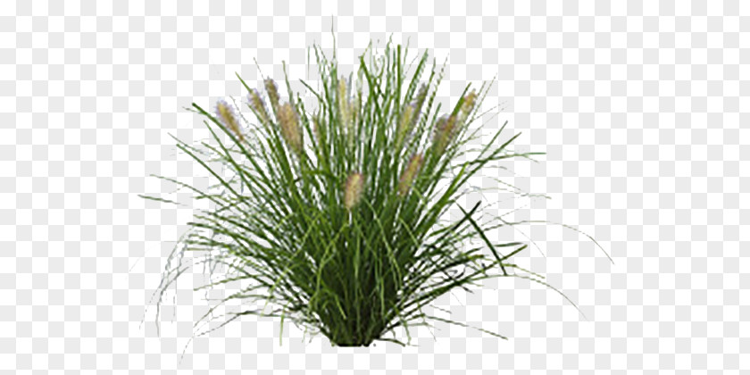 Potted Palm Fountaingrasses Lawn Vetiver Sweet Grass Plants PNG