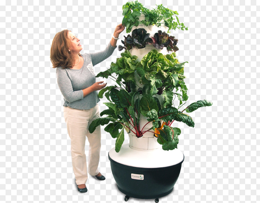 ALBAHACA Hydroponics Houseplant Flowerpot Cultivo Aeroponics PNG