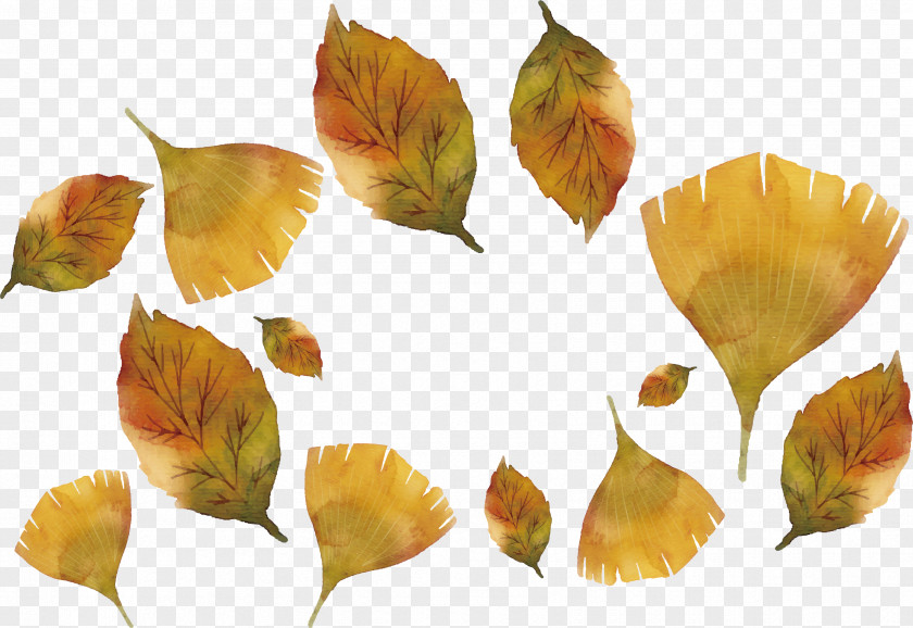 Autumn Ginkgo Leaves Maple Leaf Biloba PNG