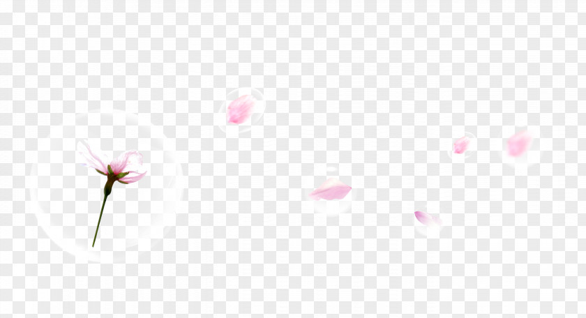 Beautiful Flower Petals Floating Bubbles Petal Pattern PNG