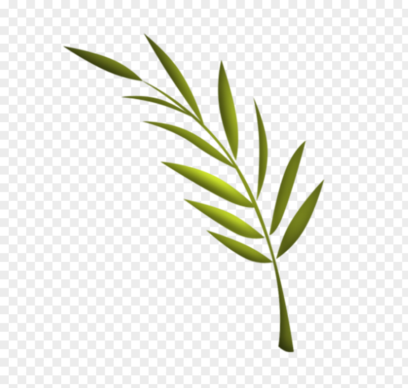 Pl Leaf TinyPic Video Plant Stem PNG