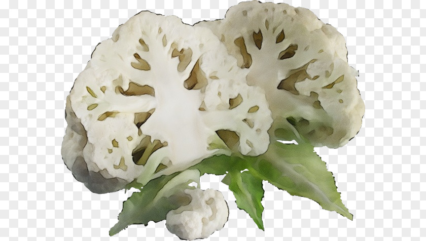 Plant Cruciferous Vegetables Cauliflower PNG