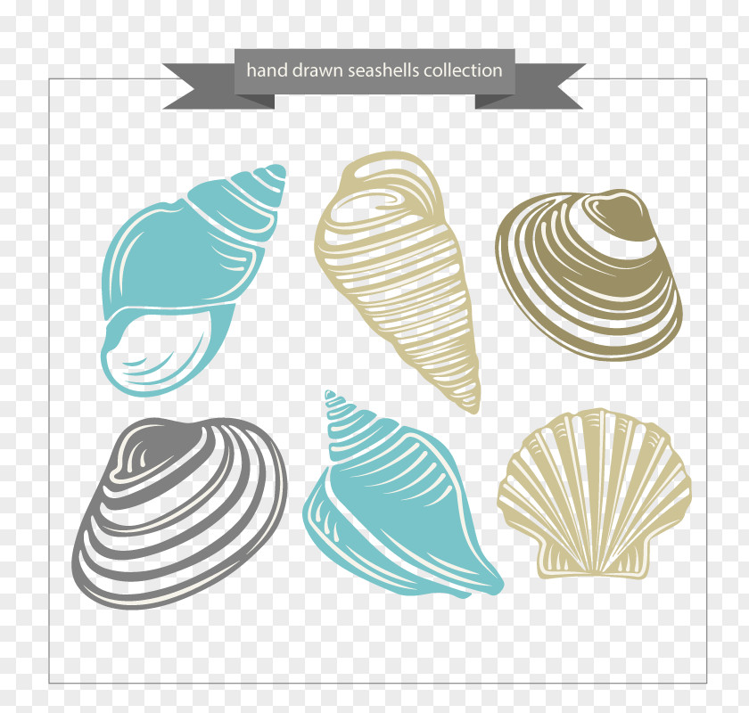 Seashells Vector Seashell Download Computer File PNG