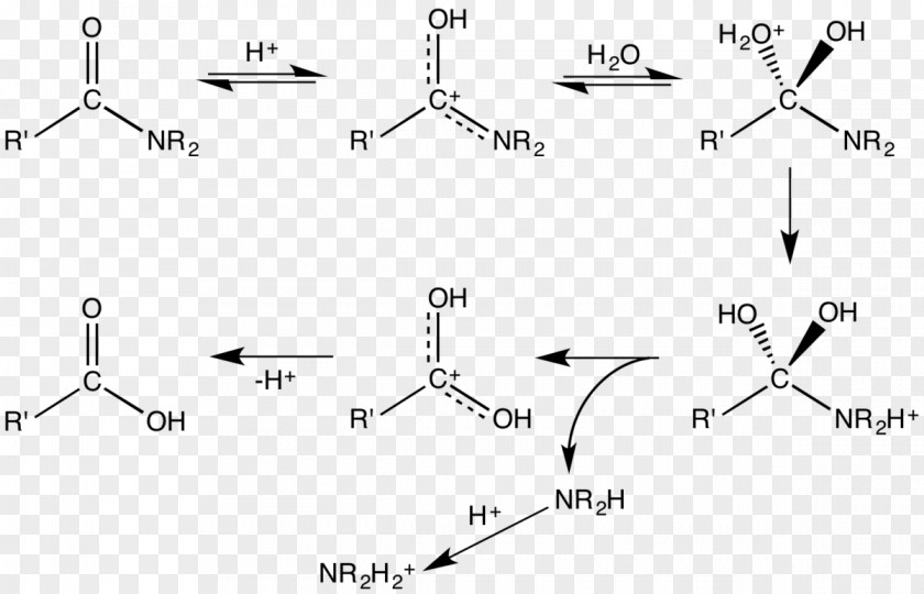 Water Schmidt Reaction Carboxylic Acid Amide Hydrolysis Protonation PNG