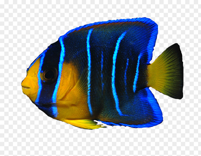 Fish Angelfish Ocean Clip Art PNG