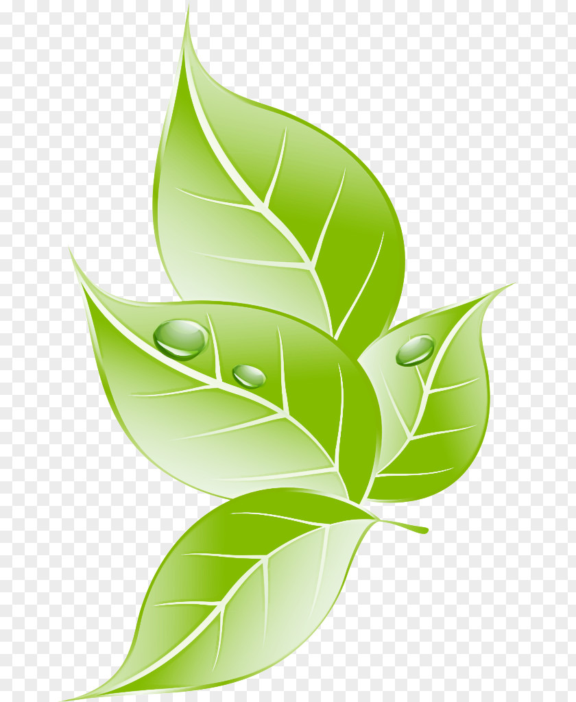 Flower Logo Leaf Green Plant Clip Art PNG
