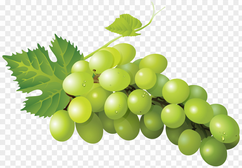 Grape Sultana Zante Currant Seedless Fruit Sauvignon Blanc PNG