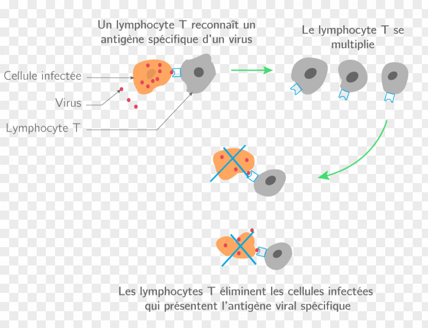 Pathogen Knowledge Technology Diagram Understanding Circulatory System PNG