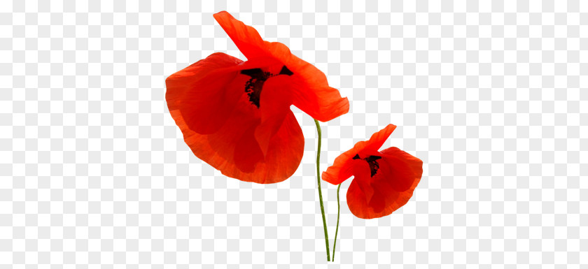 Poppy Clip Art PNG