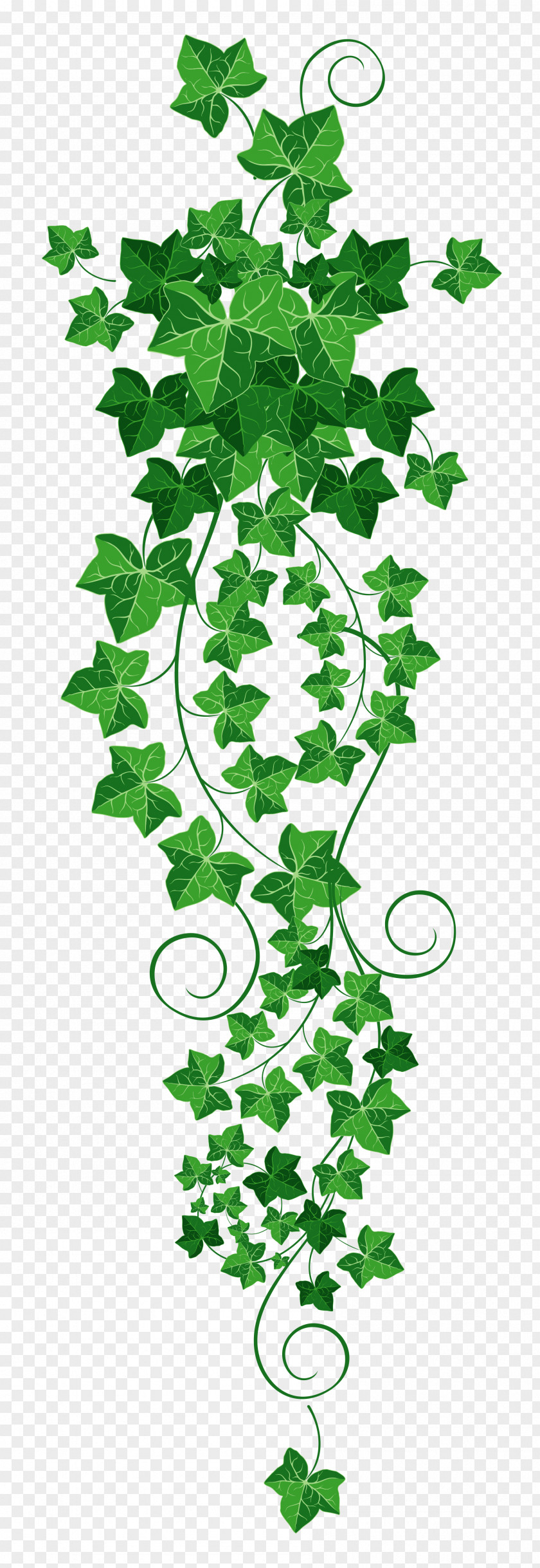 Vine Cliparts Transparent Common Ivy Clip Art PNG