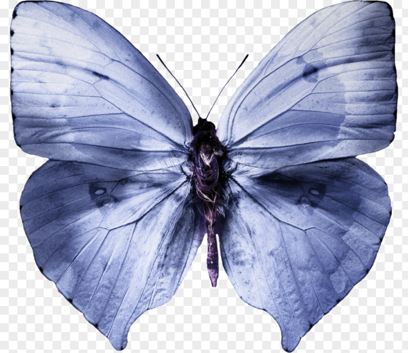 Blue Butterfly Pink Color Sap Green PNG