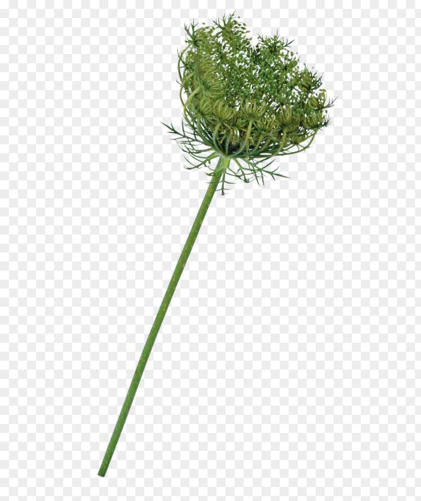 Burclover Parsley Family Flower Stem PNG