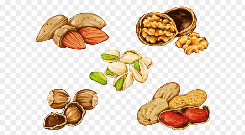 Cuisine Cashew Family Drawing Of PNG