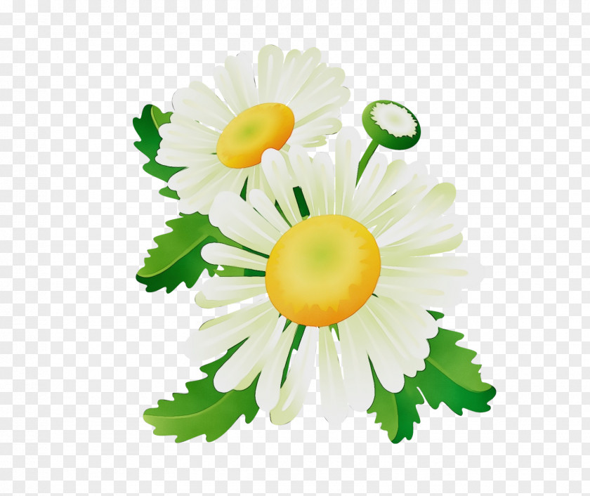 Cut Flowers Chamaemelum Nobile Daisy PNG