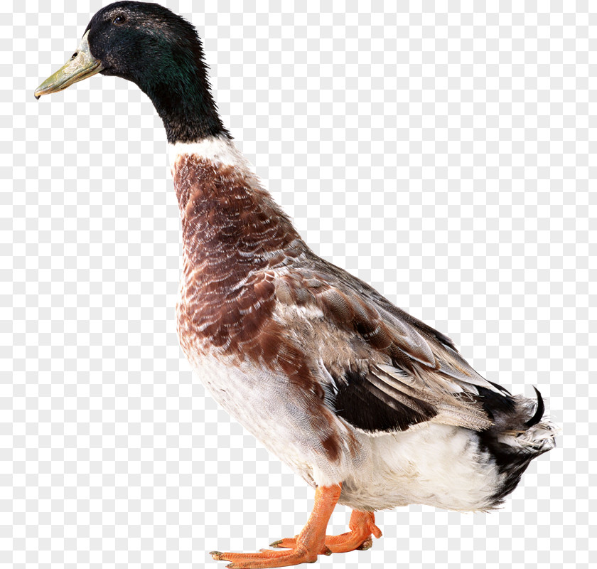 Duck American Pekin Mallard Goose PNG