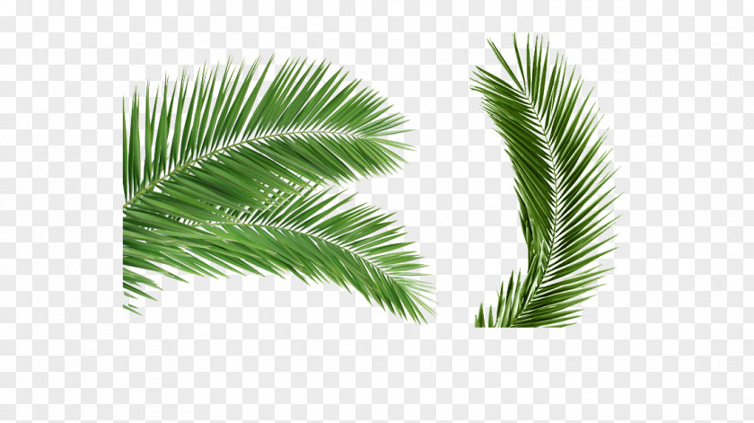 Free Stock Photos Coconut Buckle Arecaceae Palm Branch Leaf Clip Art PNG