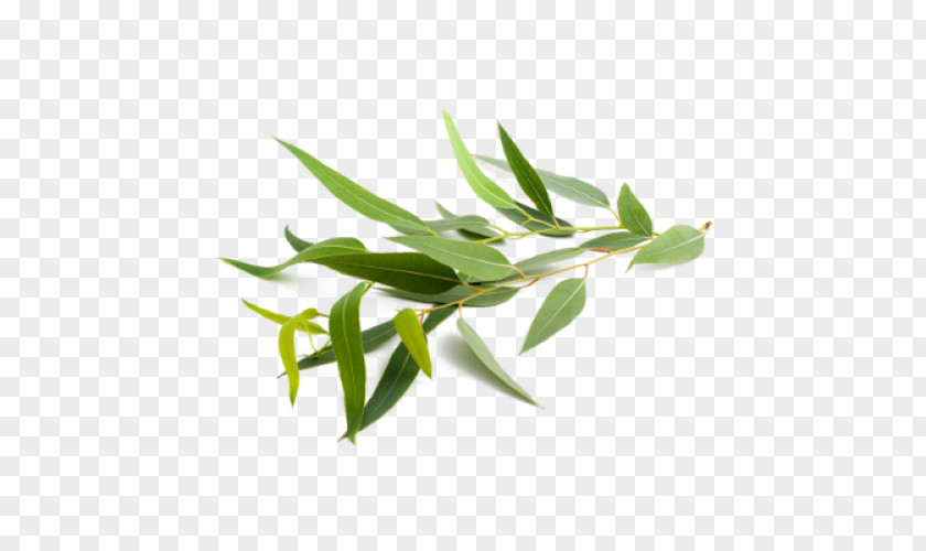 Leaf Eucalyptus Globulus Radiata Oil Gunnii Stock Photography PNG