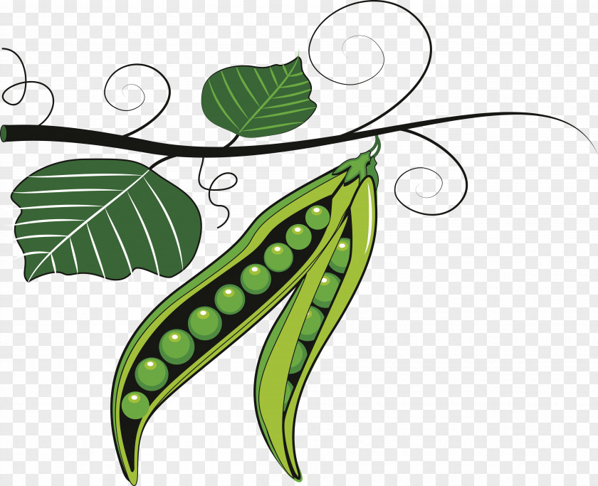 Vector Peas Fruit Pea Pulse Clip Art PNG