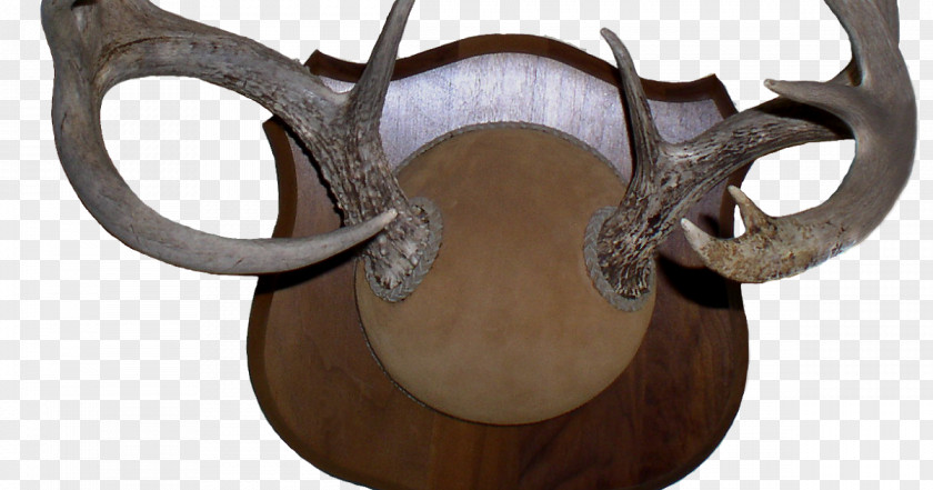 Deer Antler Horn Alaska Moose Chronic Wasting Disease PNG