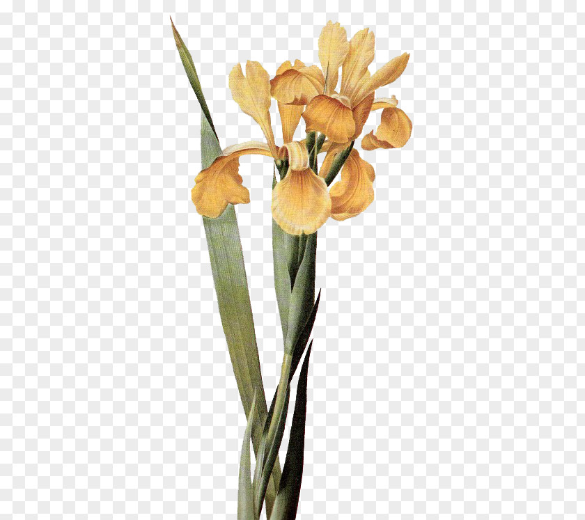 Flower Cut Flowers Iris × Monnieri Clip Art PNG